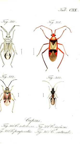 Иллюстрация Насекомых Старое Изображение — стоковое фото