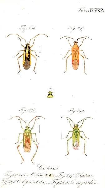 Ilustración Insectos Imagen Antigua — Foto de Stock