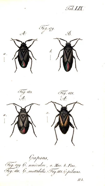 Illustration Von Insekten Altes Bild — Stockfoto