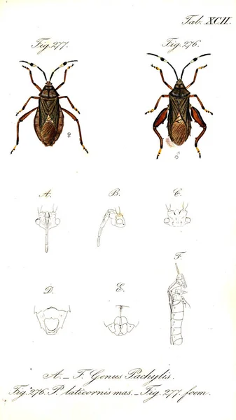 Illustration Insekter Gamla Bilden — Stockfoto