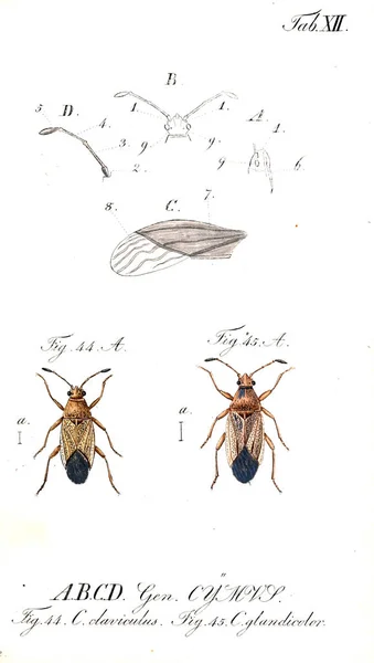 Ілюстрація Комах Старе Зображення — стокове фото
