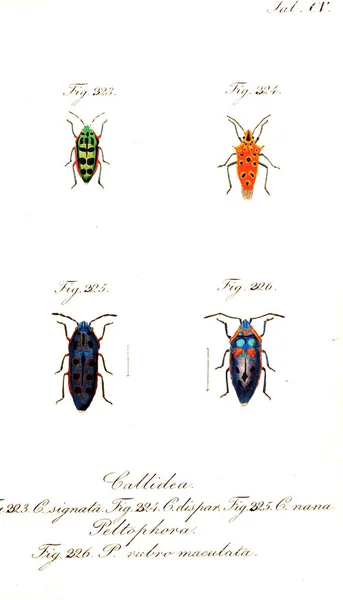 昆虫的例证 旧图像 — 图库照片