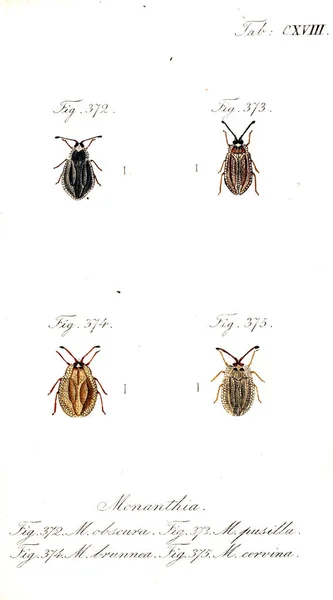 Illustration Insekter Gamla Bilden — Stockfoto