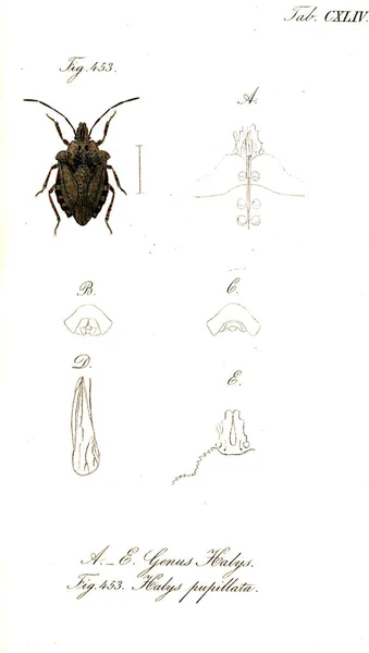 Ilustración Insectos Imagen Antigua —  Fotos de Stock