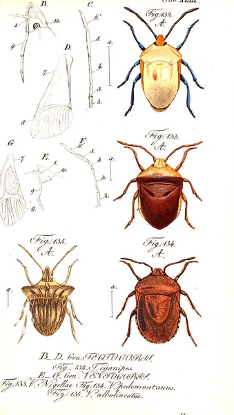 Illustration Insectes Ancienne Image — Photo