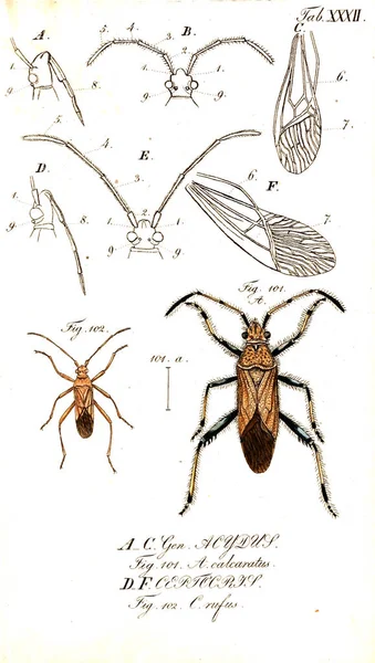 Illustration Von Insekten Altes Bild — Stockfoto