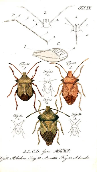 Illustratie Van Insecten Oude Beeld — Stockfoto