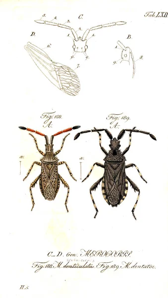 Böcekler Illustration Eski Resim — Stok fotoğraf