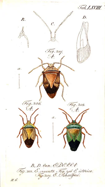 Ilustración Insectos Imagen Antigua — Foto de Stock