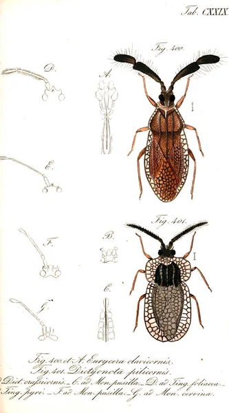 Illustration Insectes Ancienne Image — Photo