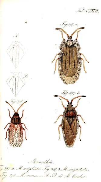 Illustration Insekter Gamla Bilden — Stockfoto