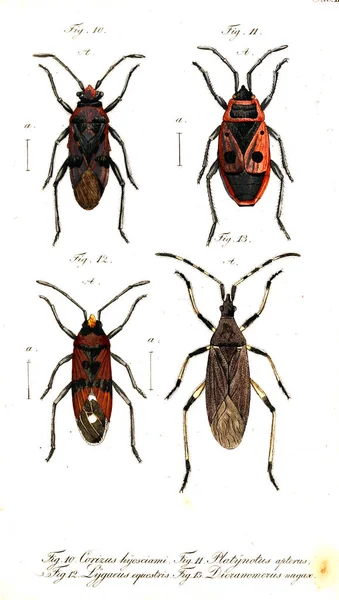 Εικονογράφηση Των Εντόμων Παλιά Εικόνα — Φωτογραφία Αρχείου