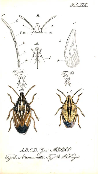 Illustration Insekter Gamla Bilden — Stockfoto