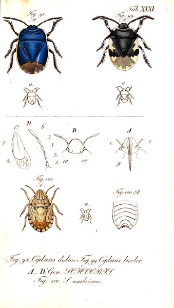 Illustration Von Insekten Altes Bild — Stockfoto