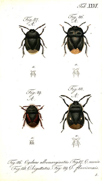 Illustration Von Insekten Altes Bild — Stockfoto