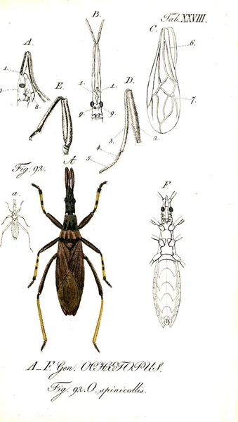 Иллюстрация Насекомых Старое Изображение — стоковое фото