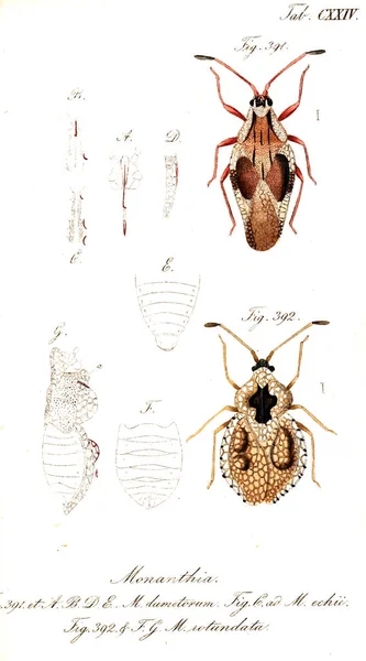 Illustration Von Insekten Altes Bild — Stockfoto