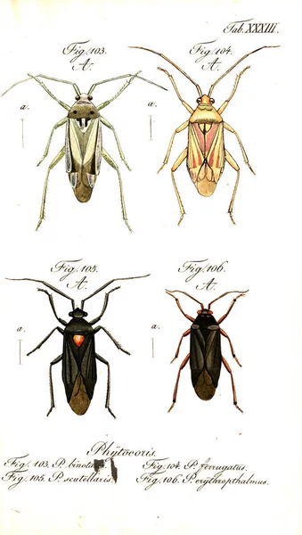 Illustration Insekter Gamla Bilden — Stockfoto