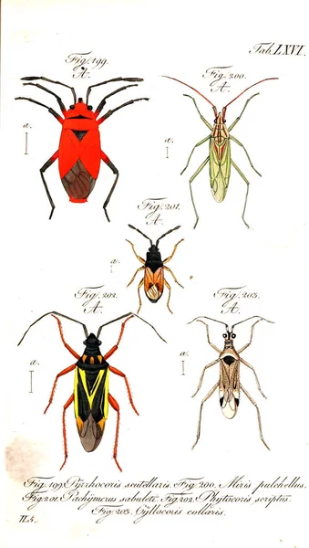 곤충의 그림입니다 이미지 — 스톡 사진