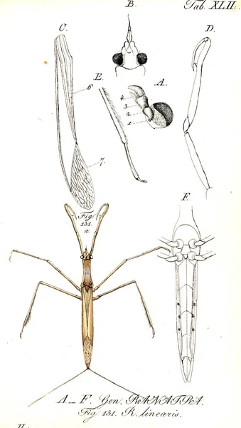 Illustration Von Insekten Altes Bild — Stockfoto