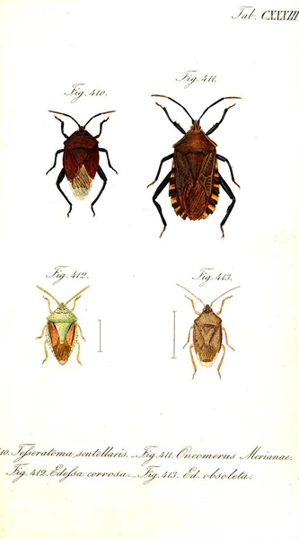 Böcekler Illustration Eski Resim — Stok fotoğraf