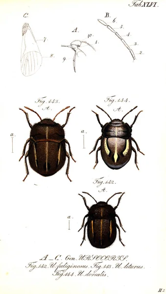 Illustration Von Insekten Altes Bild — Stockfoto