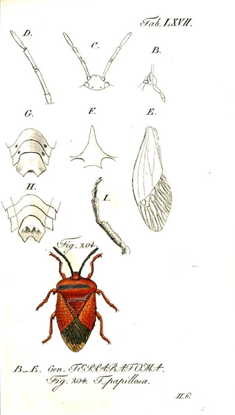 Ilustracja Owadów Stary Obraz — Zdjęcie stockowe