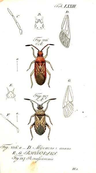 Ilustracja Owadów Stary Obraz — Zdjęcie stockowe