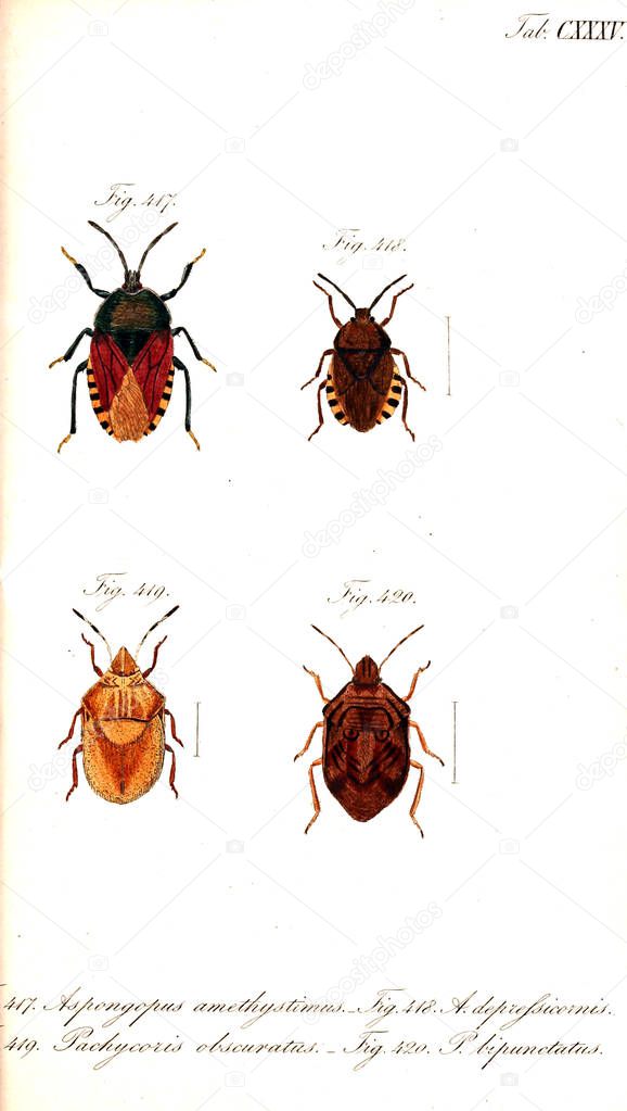 Illustration of insects. Old image