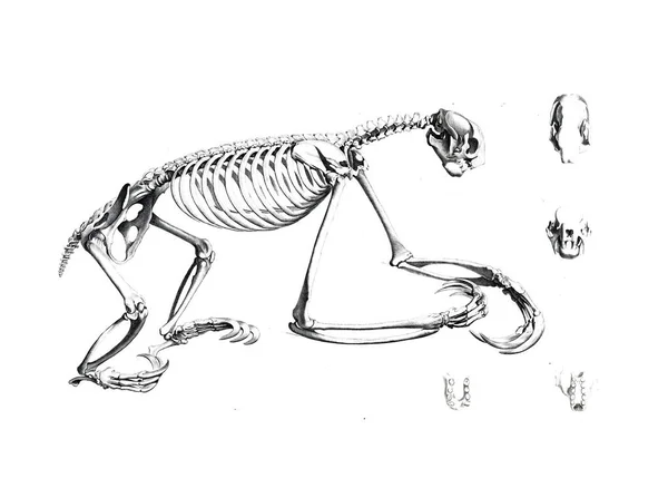 Hayvanın Iskeleti — Stok fotoğraf