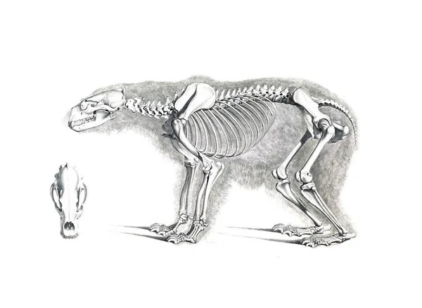 Esqueleto Del Animal —  Fotos de Stock
