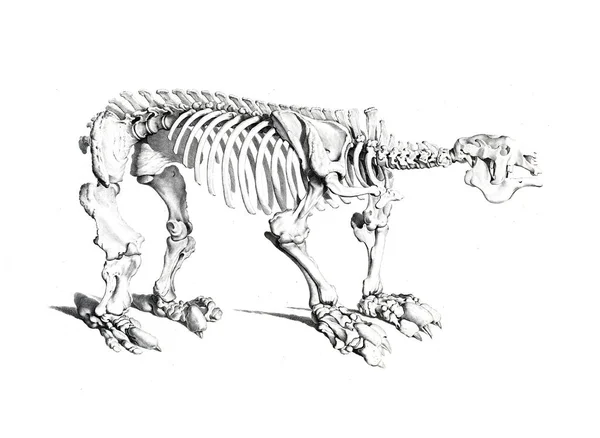 Hayvanın Iskeleti — Stok fotoğraf