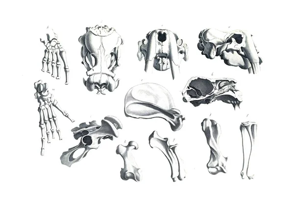 Das Skelett Des Tieres — Stockfoto