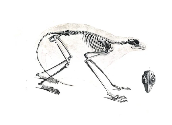 Csontváz Állat — Stock Fotó