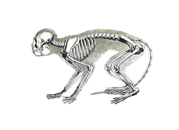 動物の骨格 — ストック写真