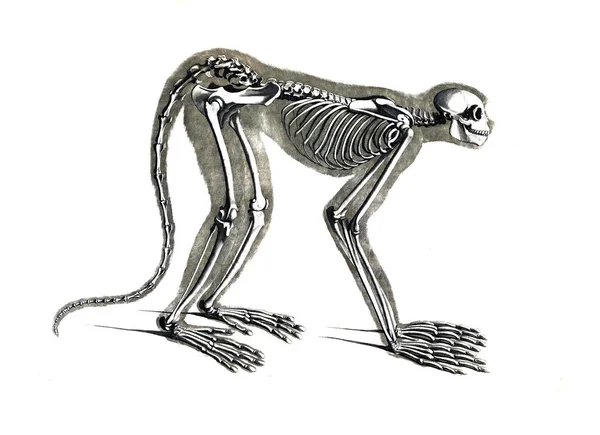 Csontváz Állat — Stock Fotó