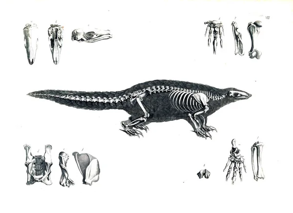 Σκελετό Του Ζώου — Φωτογραφία Αρχείου