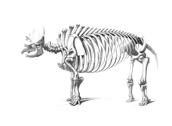 Squelette Animal — Photo