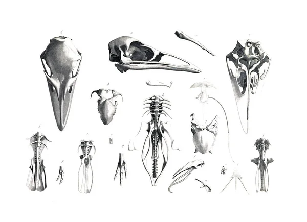 动物的骨架 — 图库照片
