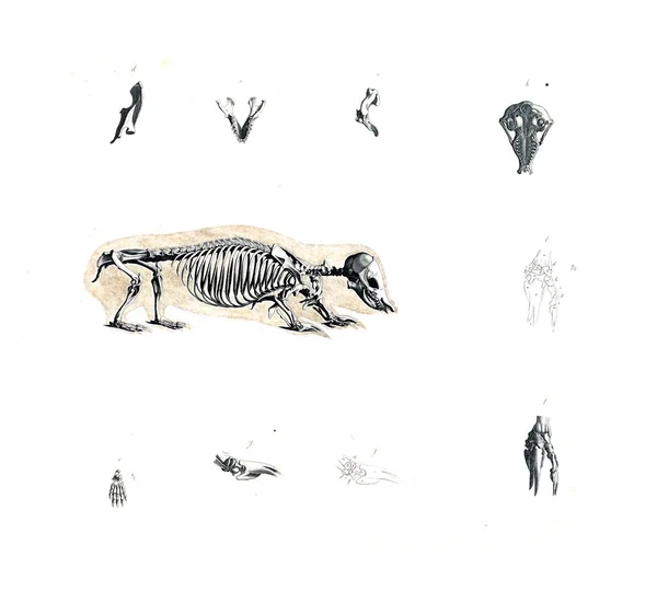 Das Skelett Des Tieres — Stockfoto