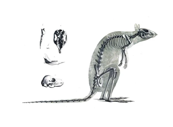 Szkieletu Zwierzęcia — Zdjęcie stockowe