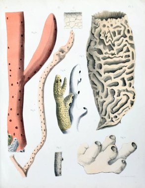 Spongiaires, eski resim çizimi