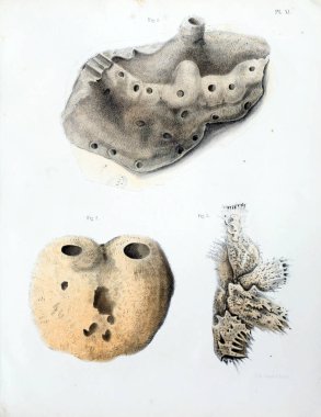 Spongiaires, eski resim çizimi