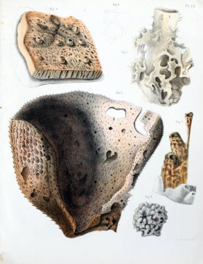 Spongiaires, eski resim çizimi