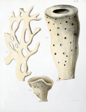 Spongiaires, eski resim çizimi