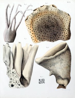 Spongiaires, eski resim çizimi