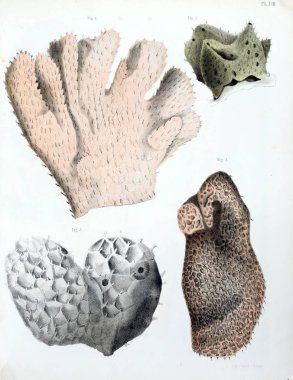 Spongiaires, eski resim çizimi