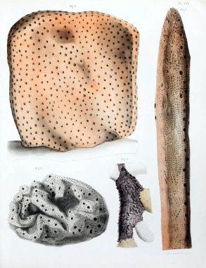 Spongiaires, eski resim çizimi