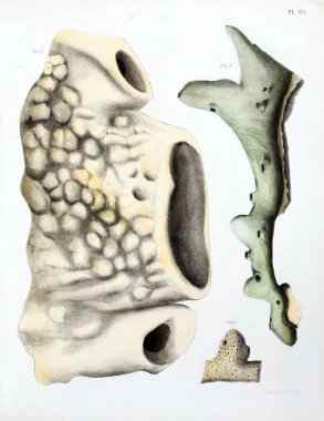 Spongiaires, eski resim çizimi