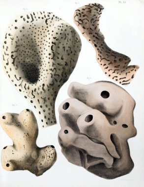 Spongiaires, eski resim çizimi